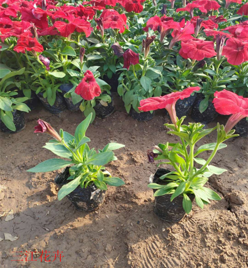 矮牵牛花苗青州矮牵牛批发价格山东草花矮牵牛基地直销