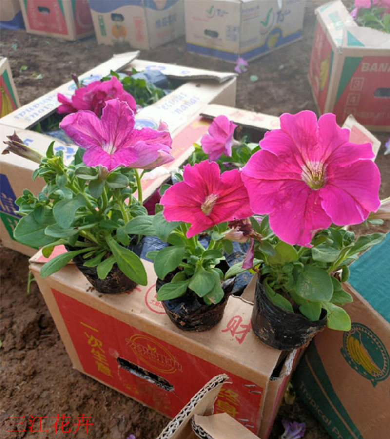 矮牵牛花苗青州矮牵牛批发价格山东草花矮牵牛基地直销