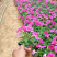矮牵牛花苗青州矮牵牛批发价格山东草花矮牵牛基地直销