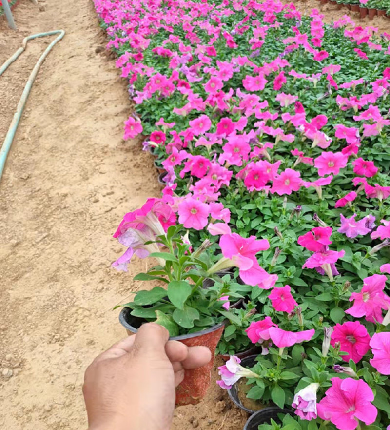矮牵牛花苗青州矮牵牛批发价格山东草花矮牵牛基地直销