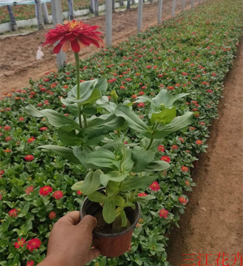 百日草长期开花四季开花百日草步步高花卉三江草花基地