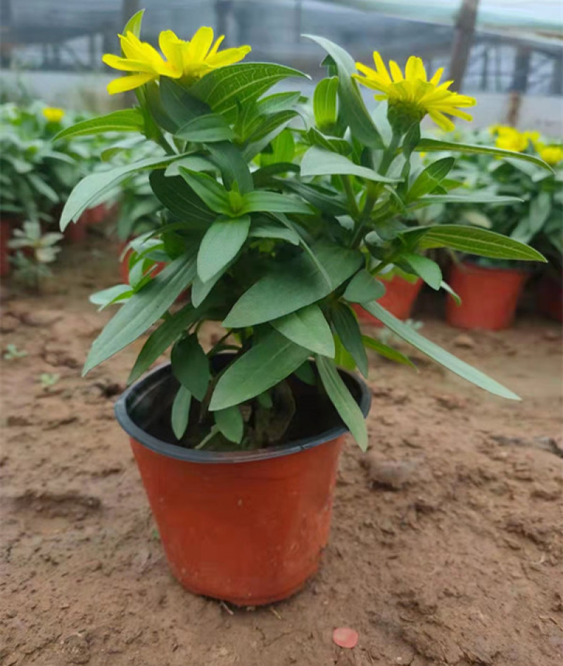 百日草长期开花四季开花百日草步步高花卉三江草花基地