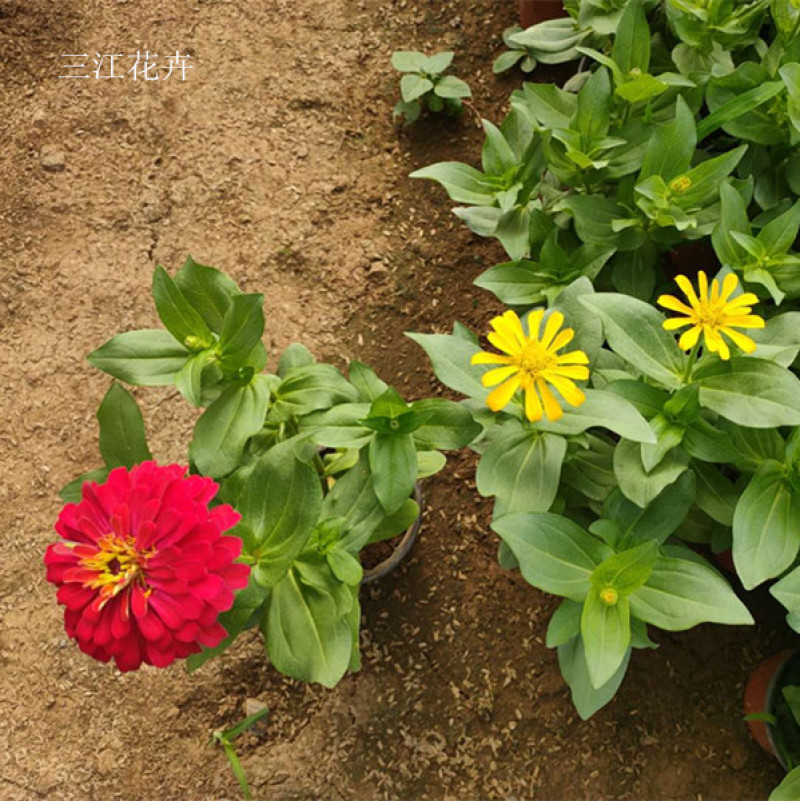 百日草长期开花四季开花百日草步步高花卉三江草花基地