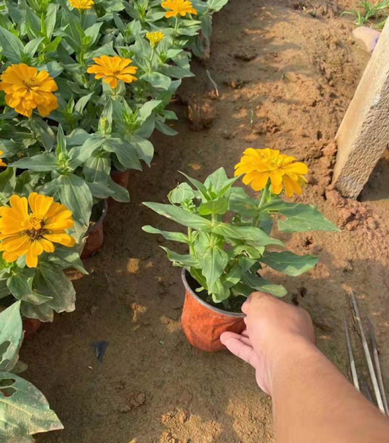 百日草长期开花四季开花百日草步步高花卉三江草花基地