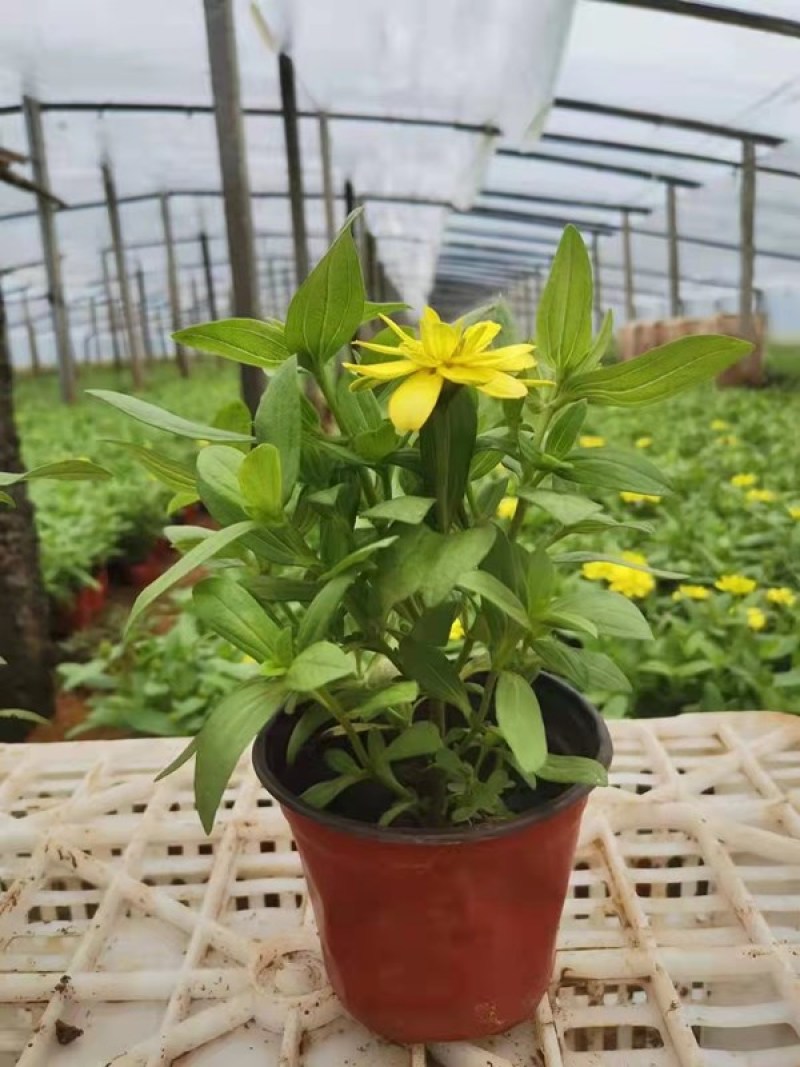 百日草长期开花四季开花百日草步步高花卉三江草花基地