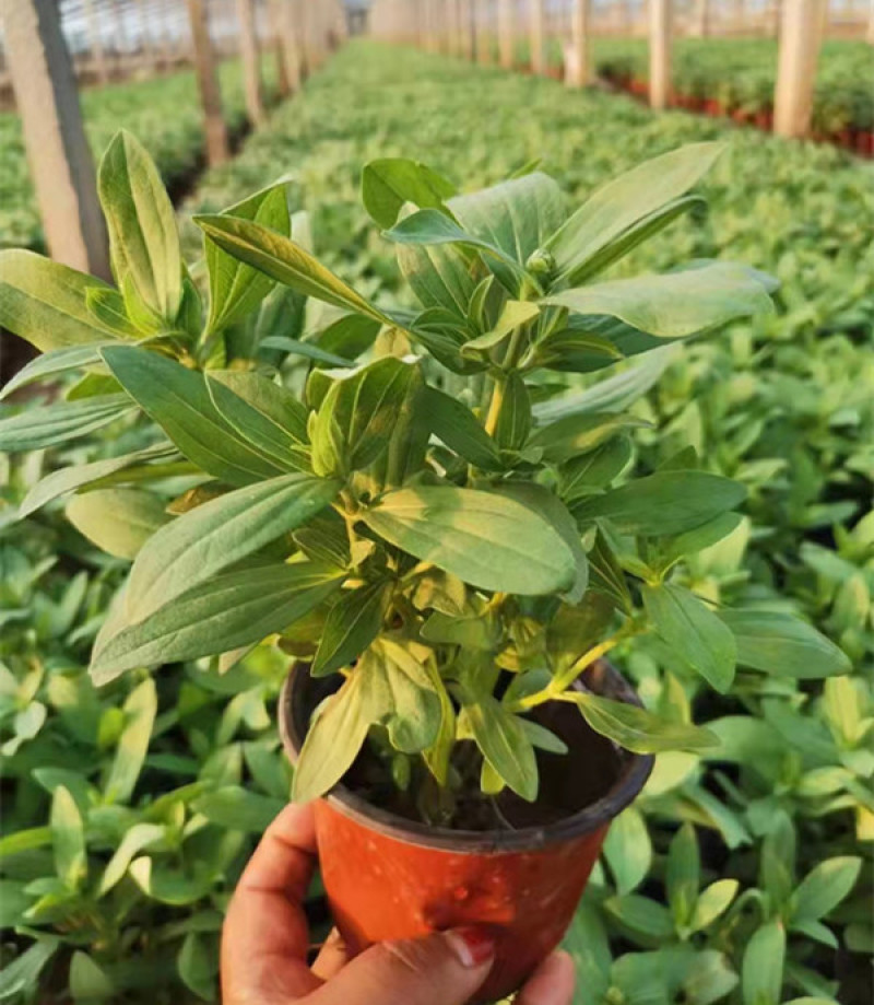 百日草长期开花四季开花百日草步步高花卉三江草花基地