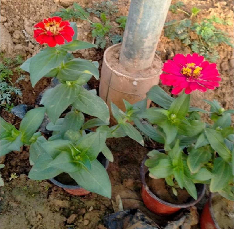 百日草长期开花四季开花百日草步步高花卉三江草花基地