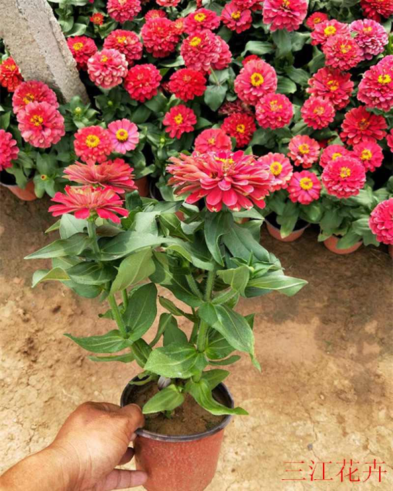 百日草长期开花四季开花百日草步步高花卉三江草花基地
