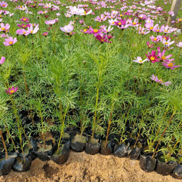 产地供应格桑花波斯菊价格大波斯菊基地三江花卉