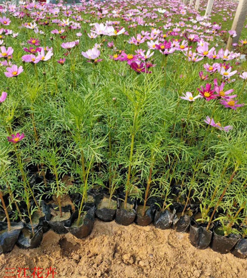 产地供应格桑花波斯菊价格大波斯菊基地三江花卉