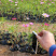 产地供应格桑花波斯菊价格大波斯菊基地三江花卉