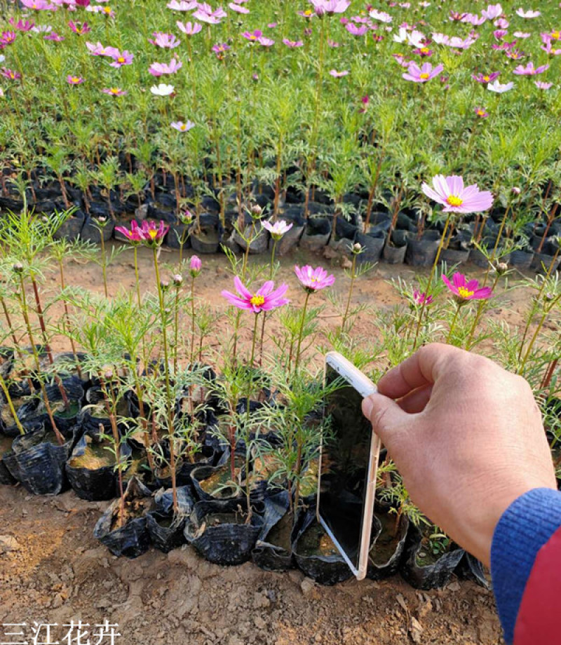 产地供应格桑花波斯菊价格大波斯菊基地三江花卉
