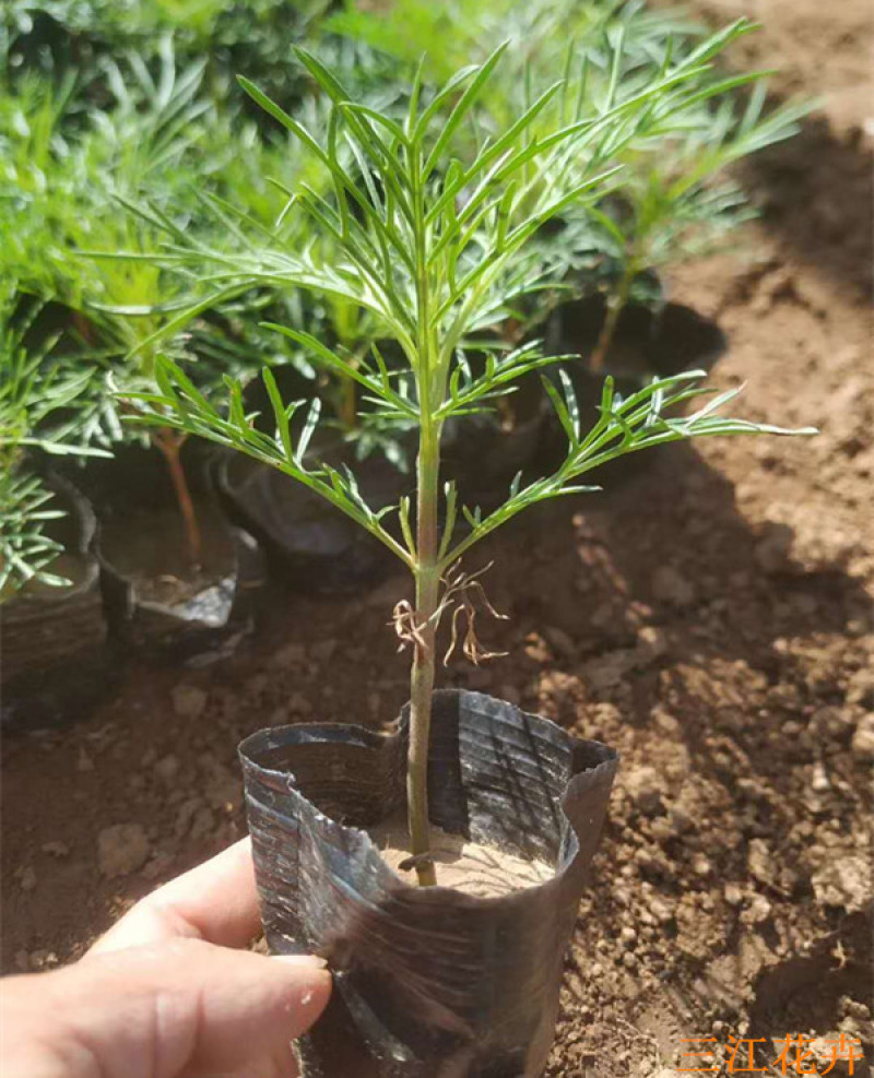 产地供应格桑花波斯菊价格大波斯菊基地三江花卉
