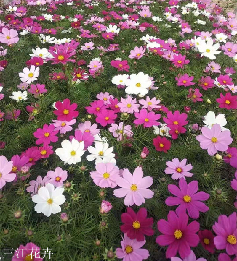产地供应格桑花波斯菊价格大波斯菊基地三江花卉
