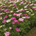 产地供应格桑花波斯菊价格大波斯菊基地三江花卉