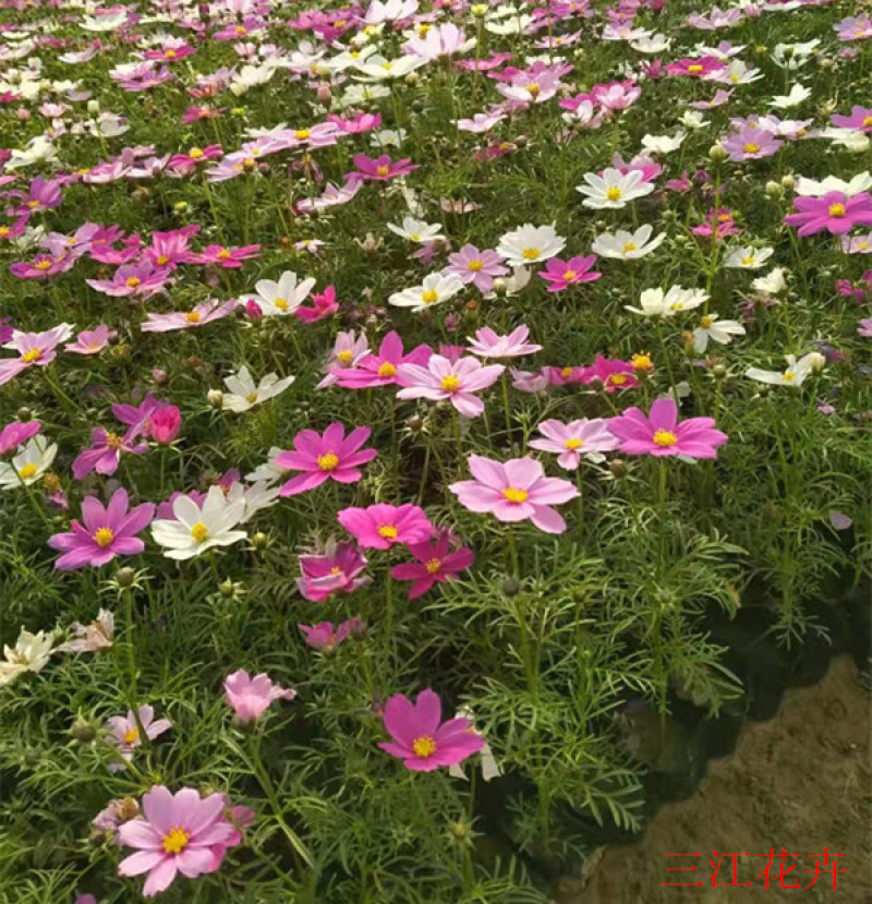 产地供应格桑花波斯菊价格大波斯菊基地三江花卉