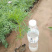 产地供应格桑花波斯菊价格大波斯菊基地三江花卉