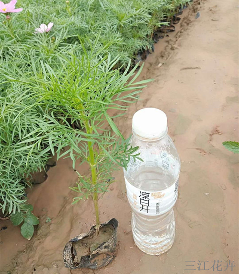 产地供应格桑花波斯菊价格大波斯菊基地三江花卉
