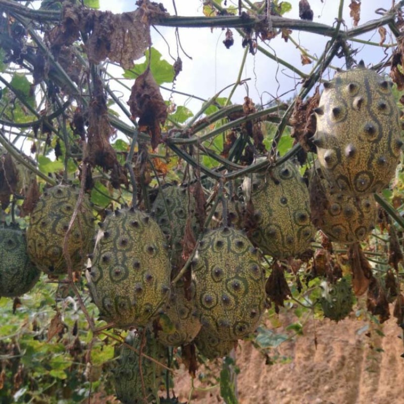 火参果种子火星果海参果非洲蜜瓜种子刺角籽蔬菜四季盆栽蔬菜