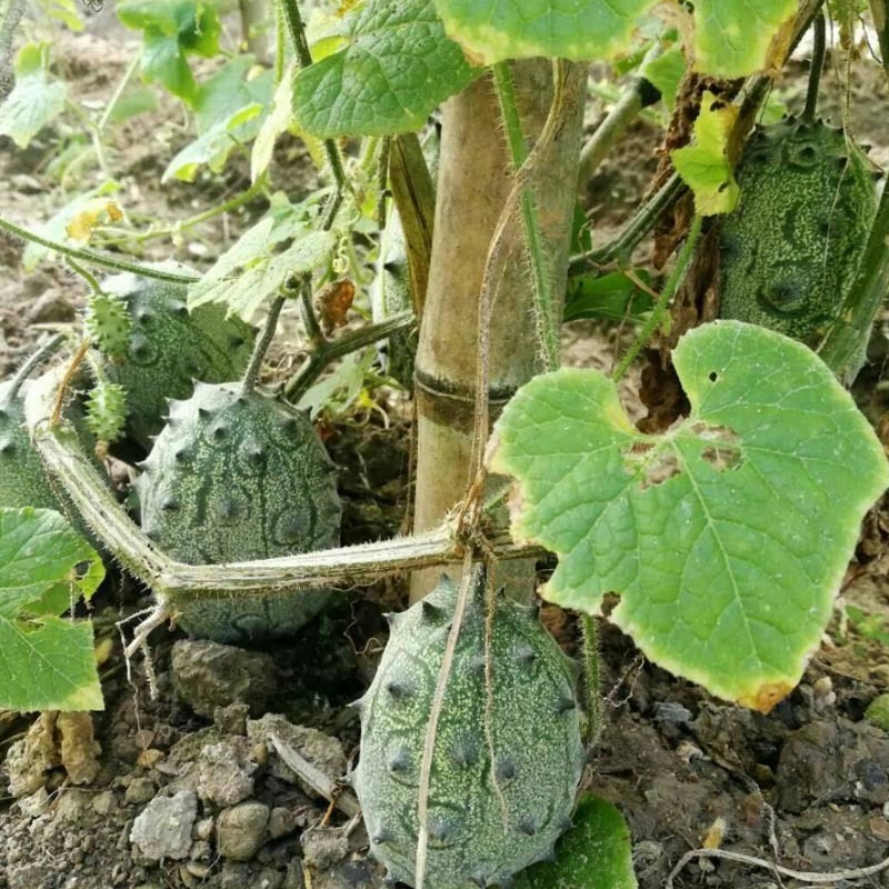 火参果种子火星果海参果非洲蜜瓜种子刺角籽蔬菜四季盆栽蔬菜