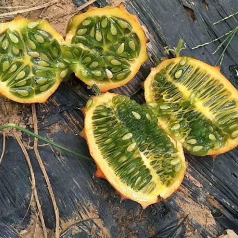 火参果种子火星果海参果非洲蜜瓜种子刺角籽蔬菜四季盆栽蔬菜