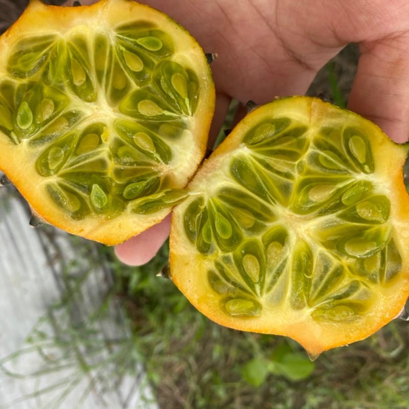 火参果种子火星果海参果非洲蜜瓜种子刺角籽蔬菜四季盆栽蔬菜