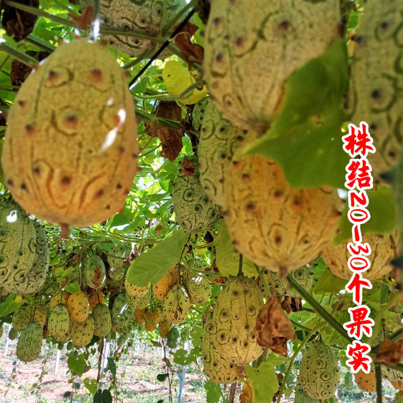火参果种子火星果海参果非洲蜜瓜种子刺角籽蔬菜四季盆栽蔬菜