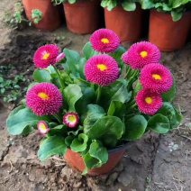 小雏菊时令草花雏菊耐寒花卉雏菊长期供应绿化工程