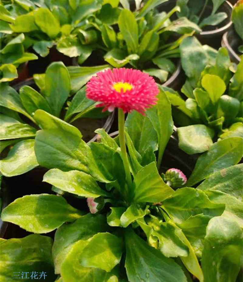 小雏菊时令草花雏菊耐寒花卉雏菊长期供应绿化工程