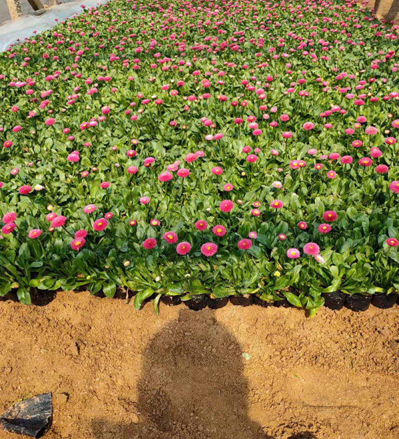 小雏菊时令草花雏菊耐寒花卉雏菊长期供应绿化工程