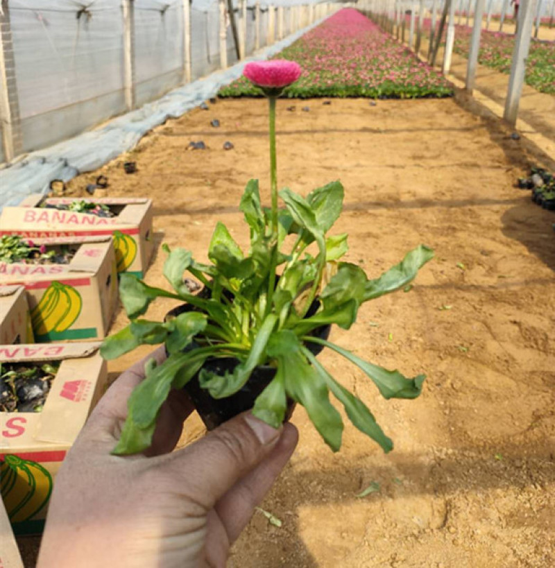 小雏菊时令草花雏菊耐寒花卉雏菊长期供应绿化工程
