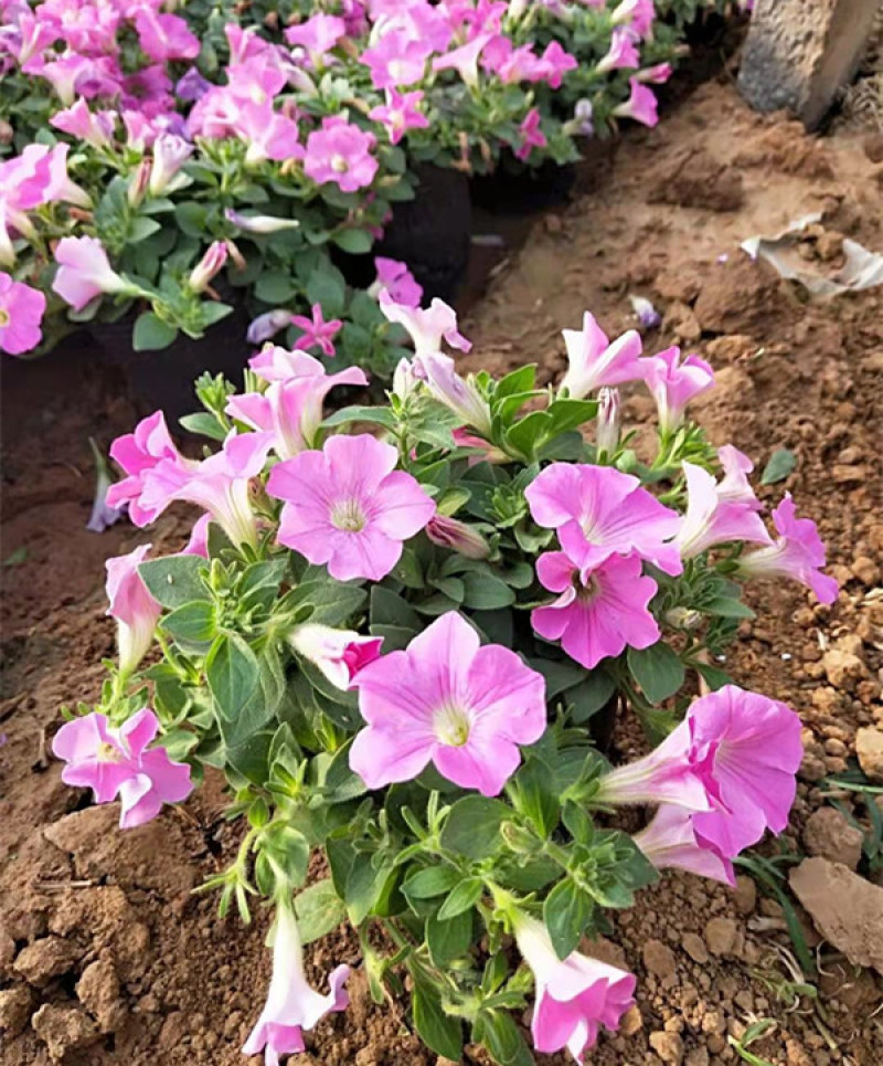 多花色垂吊牵牛小苗供应商双色盆垂吊牵牛报价