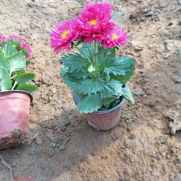 国庆时令租摆草花翠菊多色系耐寒盆栽旅游景点点缀租摆
