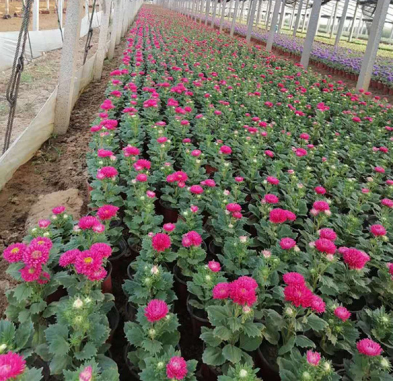国庆时令租摆草花翠菊多色系耐寒盆栽旅游景点点缀租摆