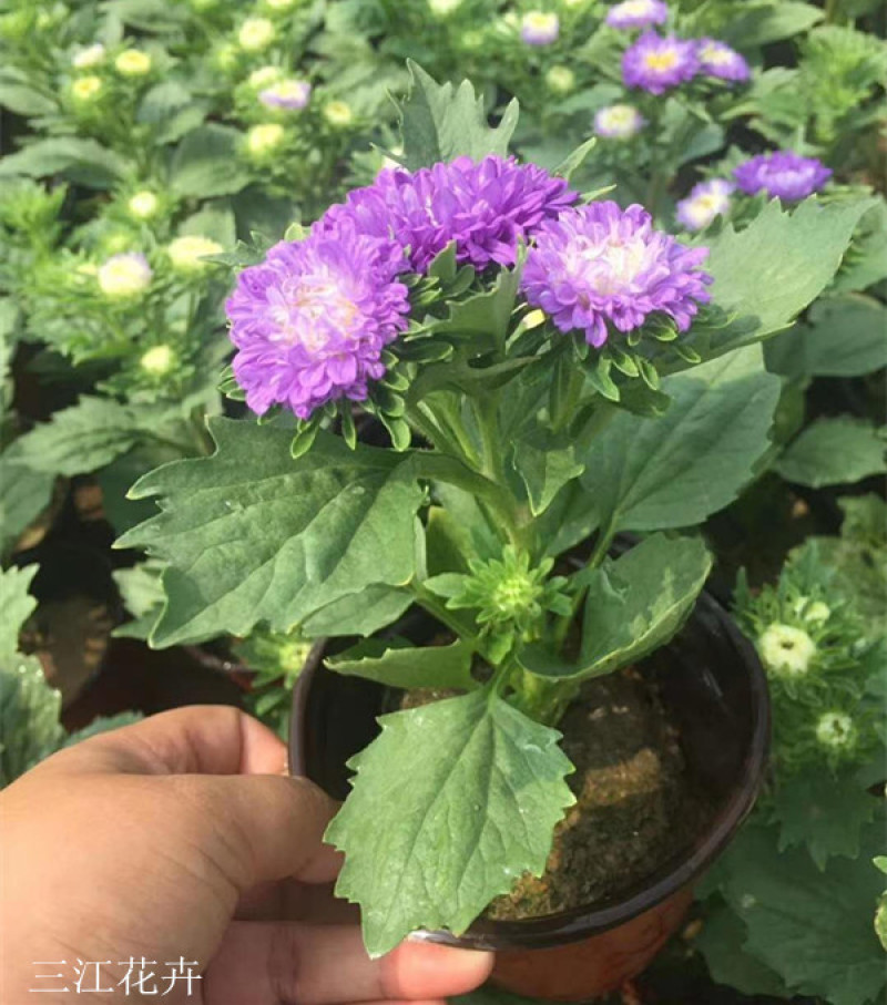 国庆时令租摆草花翠菊多色系耐寒盆栽旅游景点点缀租摆