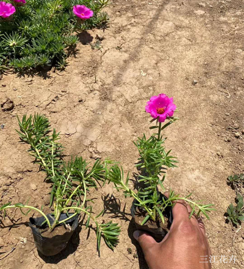 大花马齿苋批发喜阳植物大花马齿苋价格山东半枝莲基地