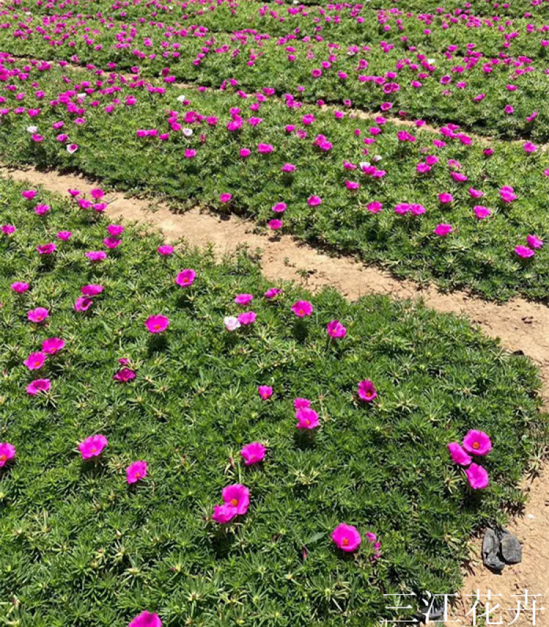 大花马齿苋批发喜阳植物大花马齿苋价格山东半枝莲基地