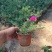 大花马齿苋批发喜阳植物大花马齿苋价格山东半枝莲基地