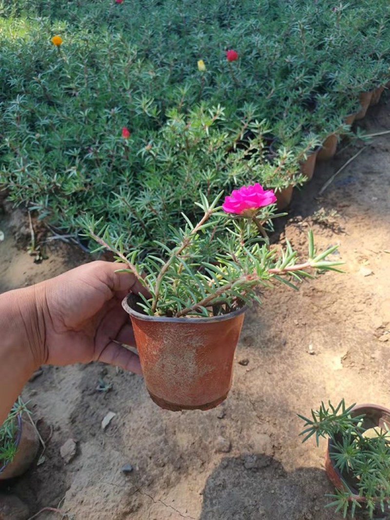 大花马齿苋批发喜阳植物大花马齿苋价格山东半枝莲基地