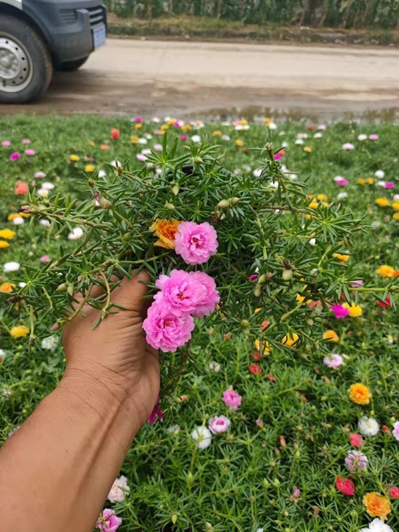 大花马齿苋批发喜阳植物大花马齿苋价格山东半枝莲基地