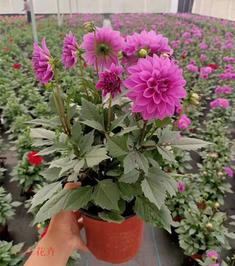 基地大量出售大丽花绿化用时令草花大丽花批发