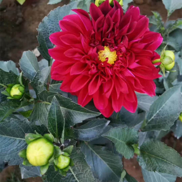 基地大量出售大丽花绿化用时令草花大丽花批发
