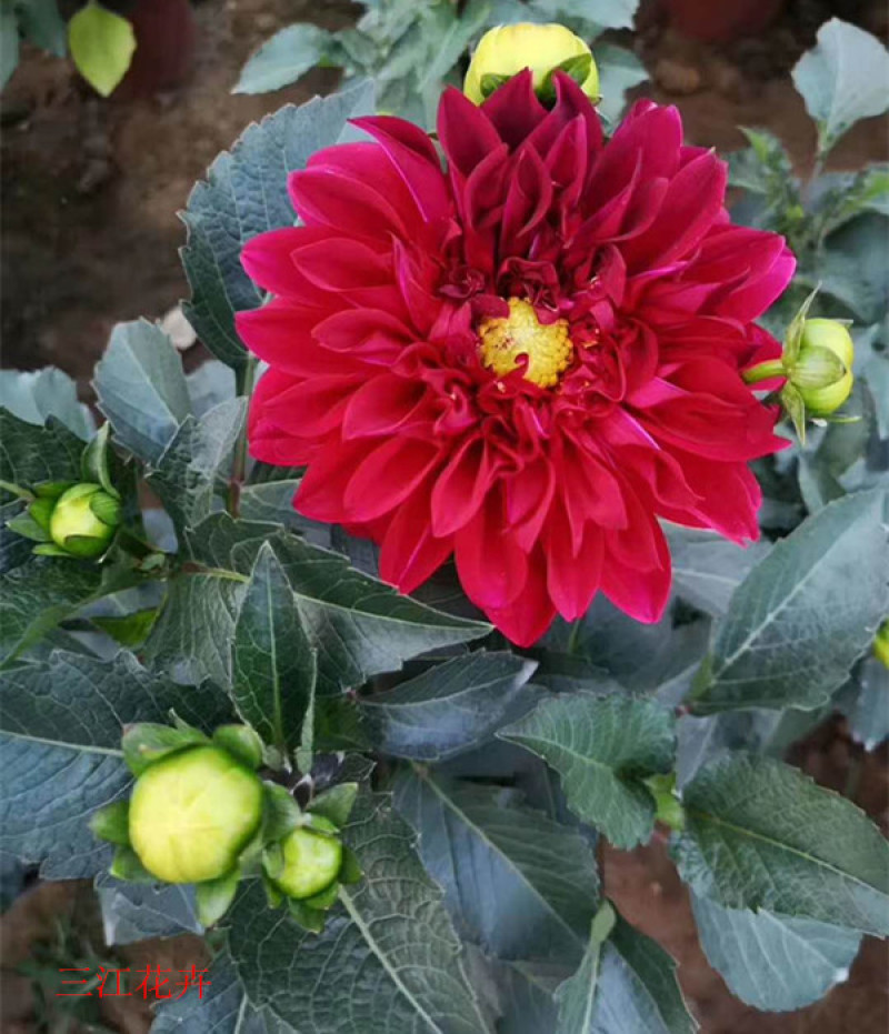 基地大量出售大丽花绿化用时令草花大丽花批发