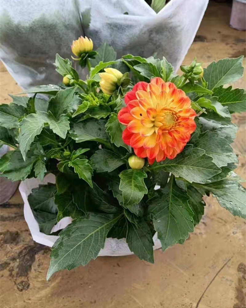基地大量出售大丽花绿化用时令草花大丽花批发