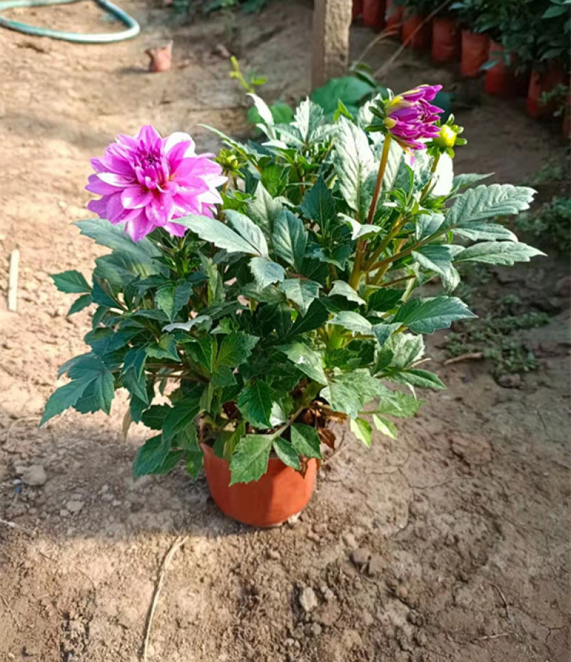 基地大量出售大丽花绿化用时令草花大丽花批发