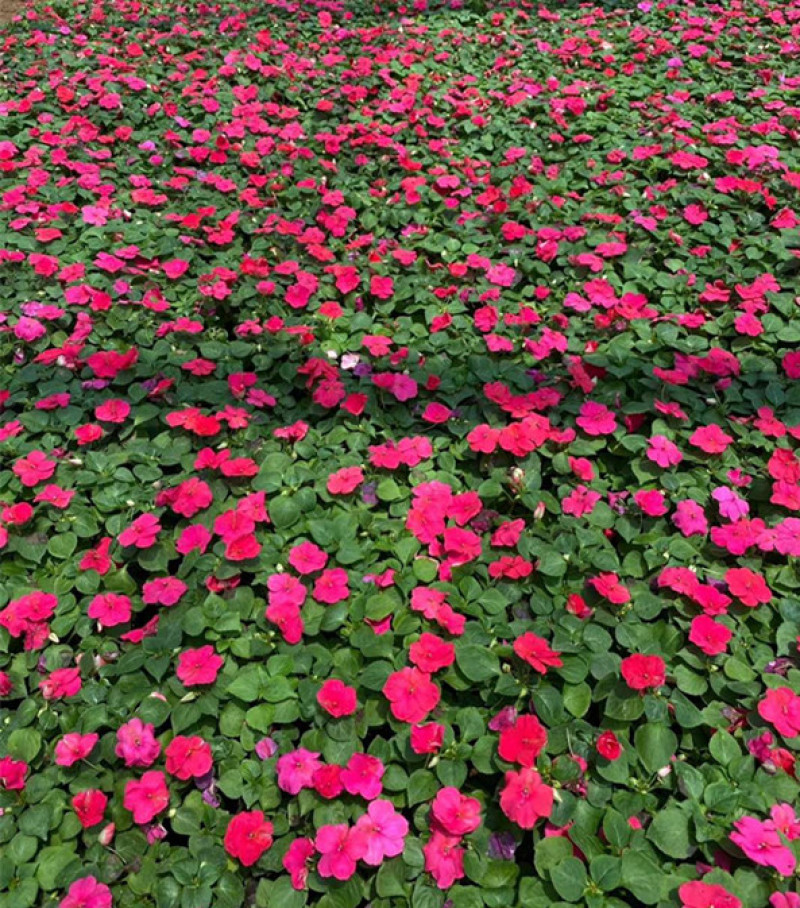 草花批发大盆非洲凤仙小杯凤仙花山东宿根地被基地