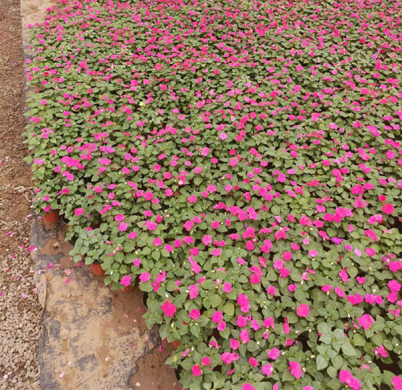 草花批发大盆非洲凤仙小杯凤仙花山东宿根地被基地