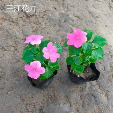 草花批发大盆非洲凤仙小杯凤仙花山东宿根地被基地