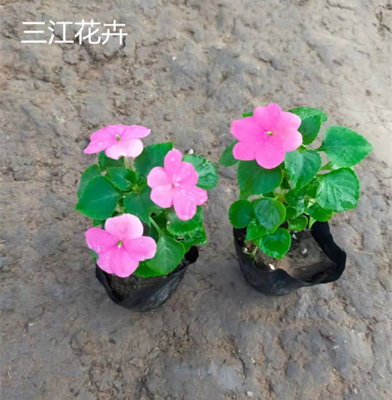 草花批发大盆非洲凤仙小杯凤仙花山东宿根地被基地