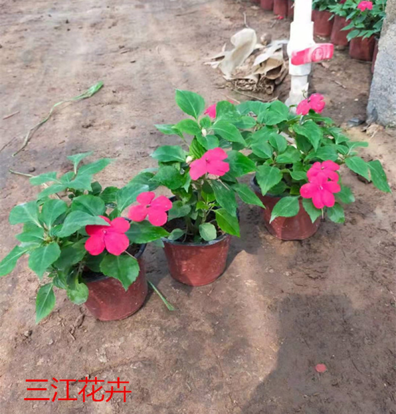 草花批发大盆非洲凤仙小杯凤仙花山东宿根地被基地